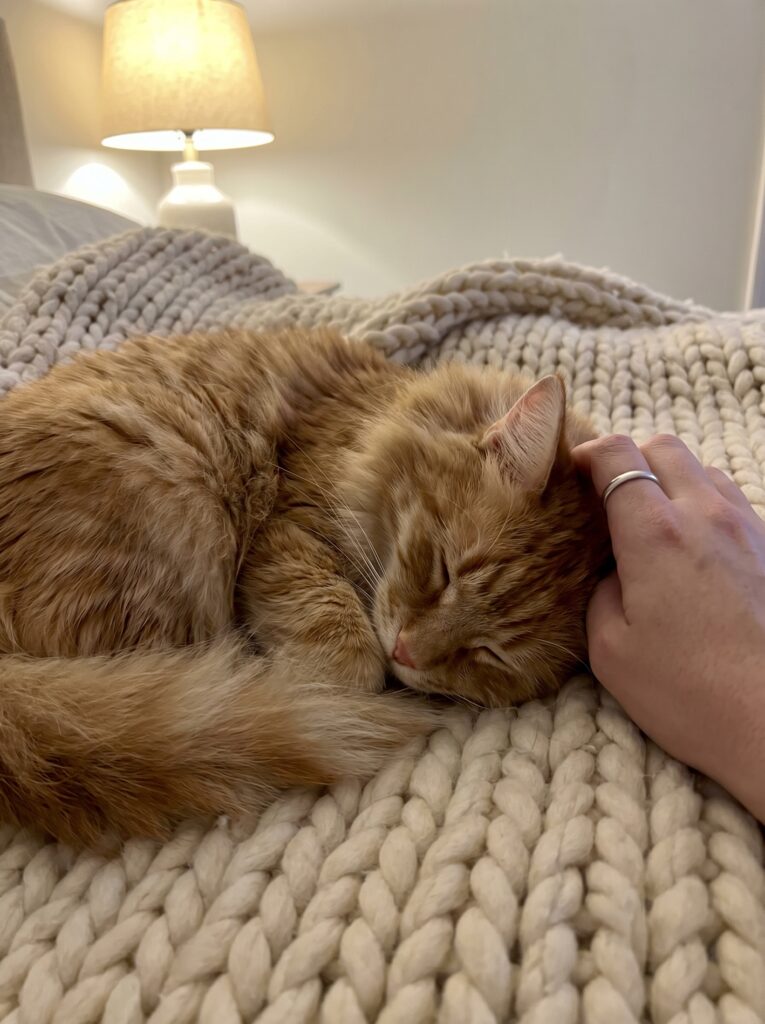 Un chat confortablement installé dans le lit de son humain
