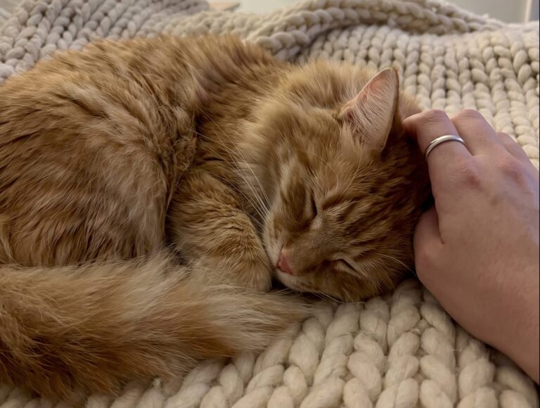 Pas seulement pour avoir chaud : voici pourquoi votre chat insiste pour dormir dans votre lit chaque nuit